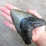 海水浴客が　巨大ザメ メガロドンの歯　発見！　アメリカ　ノースカロライナ