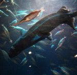 オロシザメの2016年4月18日12：30現在の状況発表　沼津港深海水族館