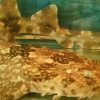 ひげ面だけど怖くないよ　珍種のサメのオオセ公開　奄美海洋展示館