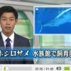 ホホジロザメ水族館で展示飼育　2016年1月6日　NHK NEWS WEB