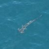 茅ケ崎沖にサメ３０匹超　１０市町の海水浴場で規制2015年8月15日7時0分