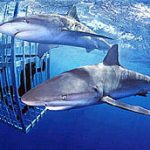 スリル満点 シャークツアー！　檻の中からサメを観察　ハワイ　オワフ島　アメリカ