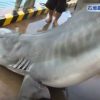 石垣島でのサメ駆除の映像　沖縄