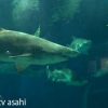 サメの飼育種類数日本一の水族館で“サメの生態”を聞きトリ　 2015/08/25