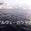 【動画】シャチとの遊泳など　ノルウェーの自然と共に　MΛJIK – Save Me