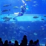 アカシュモクザメの上越市立水族博物館　早くも「水中サンタ」新潟 毎日新聞　2015年11月30日