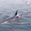 [動画] シャチの子供にハプニング発生(2015年北海道) 観光船はまなす