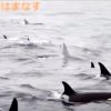 シャチの大群が移動する映像　知床　羅臼　北海道