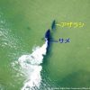 逃げてー！アザラシに接近するホホジロザメ　アメリカ　マサチューセッツ州