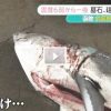 サメが水揚げされる　函館　2016年6月17日