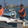 体長2.7m、体重200kgの大物も サメ駆除 沖縄 池間島　2016年3月3～4日まで