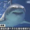 [動画] 美ら海水族館のホホジロザメ死亡についての報道 沖縄 RBC琉球放送より 2016年1月8日