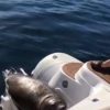 【フル映像】シャチから逃げるアザラシが話題　カナダ