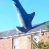元祖シャークネード！　サメが家に刺さってる！　ザ・ヘディントン・シャーク　イギリス