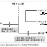 脳の起源はサメより古い5億年以上前 理研と兵庫医大が解析　SciencePortalより　2016年2月17日