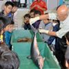 鹿児島　サメを解剖　体の構造学ぶ　かごしま水族館 朝日新聞　2015年12月7日
