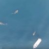 圧巻！　ペルシャ湾に群れる　巨大ジンベエザメの大群