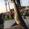 体長約6m 巨大オナガザメが捕獲される　アメリカ　カリフォルニア