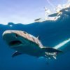 サメが広大な海を回遊できる理由が明らかに　ナショナルジオグラフィック日本版サイトより