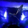 サメが頭上を泳ぐ「シャークゲート」　2016年1月12日まで開催　大阪　海遊館