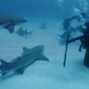 【360度動画】サメと泳ぐ疑似体験　自由に360度の視界を楽しめる