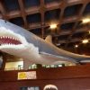 体長約12m巨大なサメ 「カルカロドン メガロドン」の模型が Google ストリートビューで閲覧できる 埼玉県立自然の博物館