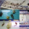 トラザメ・ナヌカザメ・ブラウンシャイシャークなど サメの卵展示 企画展 つながるいのち 2016年5月8日まで開催中 アクアワールド茨城県大洗水族館