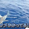 【サメ番組予告】緊急 ! ニッポンを襲う世界の超S級危険生物　2016年8月22日夜7時～TBSにて