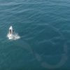 シャチが優雅に泳ぐ映像　ノルウェー　アンデネス