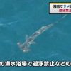 湘南地域のサメ騒動、１６日は遊泳禁止 全て解除　JNN　2015年8月16日11時59分配信
