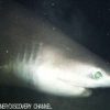 NHKスペシャル　シリーズ　深海の巨大生物  謎の海底サメ王国　2013年　放送内容