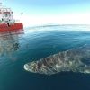 400歳のニシオンデンザメ見つかる　北極海にて　