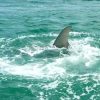 サメに追い回され、死にもの狂いのターポンが逃げた先は・・・　アメリカ　フロリダ州