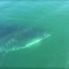 【恐怖】ボートで釣りをしていた親子の周りを巨大ホホジロザメが回遊　アメリカ