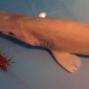 ゴブリンシャーク、ミツクリザメ捕獲　沼津港深海水族館ツイッターより 静岡 2016年2月3日
