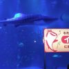 10月に仲間入りしたジンベエザメの愛称は「イオリ」に決定！　のとじま水族館　石川