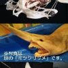 ミツクリザメの冷凍標本や、ネコザメやドチザメに触ることができるタッチプールが人気　ヨコハマおもしろ水族館の移動水族館　 ファミリーボールパーク2016　横浜スタジアムにて