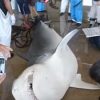 サーフィンの男性けが 沖縄 糸満「サメにかまれた」2015年10月26日 11:01