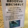 [悲報]　ホホジロザメ死亡のお知らせ　美ら海水族館　沖縄　2016年1月8日