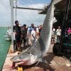 体重480kgのイタチザメが水揚げされる　八重山　沖縄