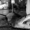 サメが目撃された海岸「震災の年と同じくらい大ダメージ」2015年09月03日(木) 16時00分