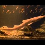 元気だった頃のミツクリザメの映像公開　沼津港深海水族館　静岡　2016年1月20日