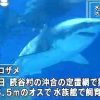 水族館のホホジロザメ死ぬ　NHK NEWS WEB　2016年1月8日の報道　