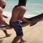 イタチザメの子どもを救出　ホノルル　アメリカ