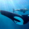 シャチ飼育記録をまとめて紹介する 「シャチ」ものしり講座  2016年1月12日～3月14日開催　　鴨川シーワールド