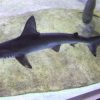 木づち頭のサメ　かっこいい 上越　市立水族博物館にお目見え　アカシュモクザメ　上越水族博物館　2015年11月13日