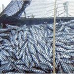 密漁品規制が遅れる日本　欧米など新協定2016年6月5日発効