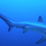 アシカ対サメ　サメが食べられる　2015年10月31日
