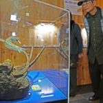 モササウルスと海の生き物の化石展　モササウルスの化石（レプリカ） と模型を　2016年1月22日まで出張展示　すさみ町江住の町立エビとカニの水族館　和歌山