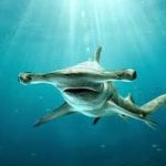 サメ目撃で遊泳禁止の海水浴場を再開　鹿児島（2015.8.15 07:01）